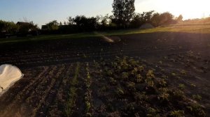 Импульсный дождеватель (разбрызгиватель) для полива от насоса "Ручеек". СКАЖИ ЗАСУХЕ - НЕТ!