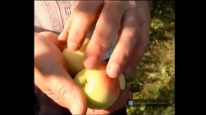 Маньчжурский орех. В Память о  земляках Саргатского района!!