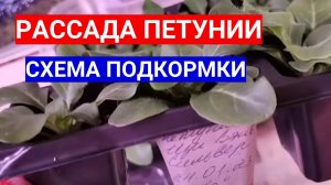 ПРОСТАЯ ПОДКОРМКА ПЕТУНИИ ГУМАТОМ КАЛИЯ -  КРЕПКИЕ КОРНИ И МОЩНЫЙ РОСТ ЦВЕТОЧНОЙ РАССАДЫ