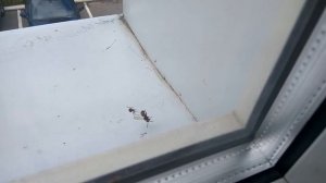 Паук против осы