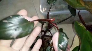 Филодендроны: Меланохризум, Мэджик Маск и Рэд Эмеральд вариегатный???