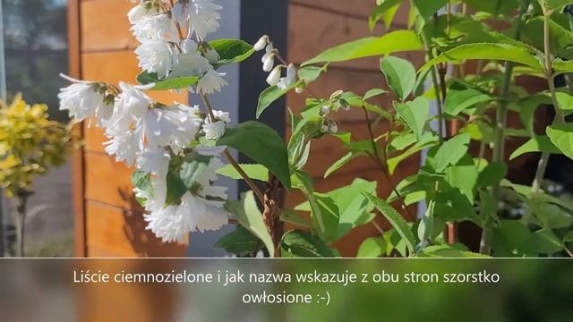 Żylistek szorstki 'Plena- Deutzia scabra- miododajny, niezwykle urokliwy krzew смотреть онлайн