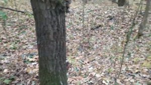 Нашли не то, что искали. Коп в Орловской области.