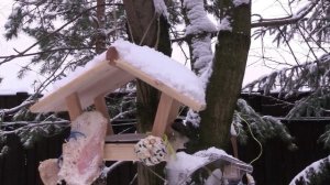 Лакомство для синиц своими руками/Отличный способ подкормки птиц в мороз