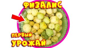 Физалис съедобный мармеладный! Первый урожай! #4