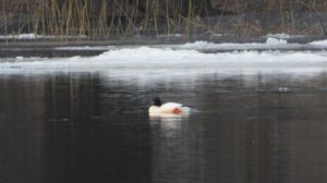 Большой Крохаль, самец, наблюдение птиц в Великом Новгороде, 10 марта 2024