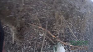 Охота на норку капканами,вторая проверка капканов.