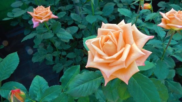 Видео обзор розы Эльдорадо (Чайно гибридная) -Eldorado (Howard & Smith США, 1923)