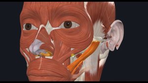 Большая скуловая мышца (m. zygomaticus major) 3D Анатомия