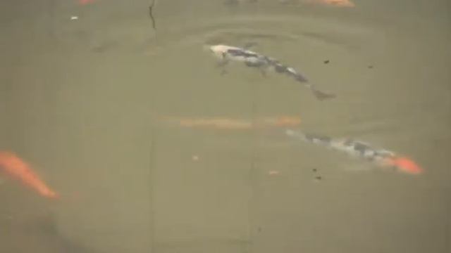 Ботанический сад - фауна. смотреть онлайн