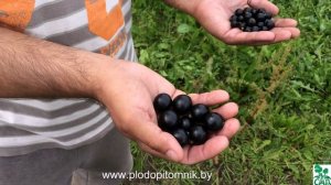 Сравнение сортов смородины чёрной Добрыни и Загадки.