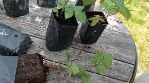 Саженцы ежевики. Сорта Блек Джем, Кеддо, Вон, Вошито, Тройная корона.