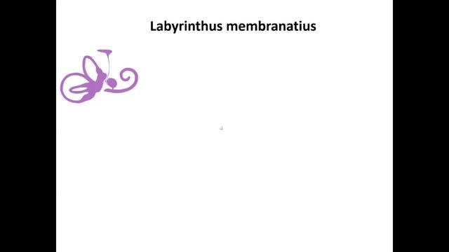 Орган слуха и равновесия. Часть 2: внутреннее ухо смотреть онлайн