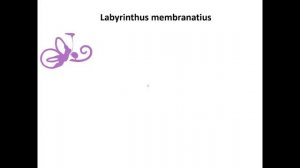 Орган слуха и равновесия.  Часть 2: внутреннее ухо