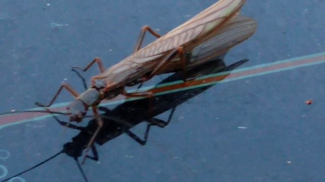 Веснянка (Plecoptera) смотреть онлайн