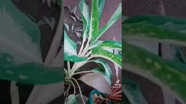 plant aglaonema