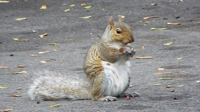 Squirrel Eating Close Up Fuji Finepix 9900W смотреть онлайн
