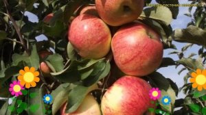 Яблоня колоновидная Останкино. Краткий обзор, описание характеристик malus domestica Ostankino
