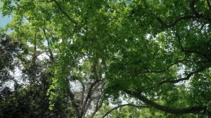 Красивая музыка Когда придет Весна