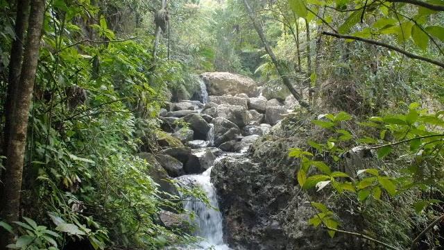 El Yunque Rain Forest, Puerto Rico. Эль-Юнке, Пуэрто-Рико (226sp) смотреть онлайн