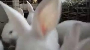 Кролики породы новозеландский и белый великан.