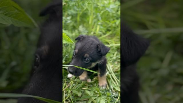 Кто-то выкинул щенков на помойку. Сейчас им нуден дом. СПБ и ЛО. +79522886978 (вотсап)