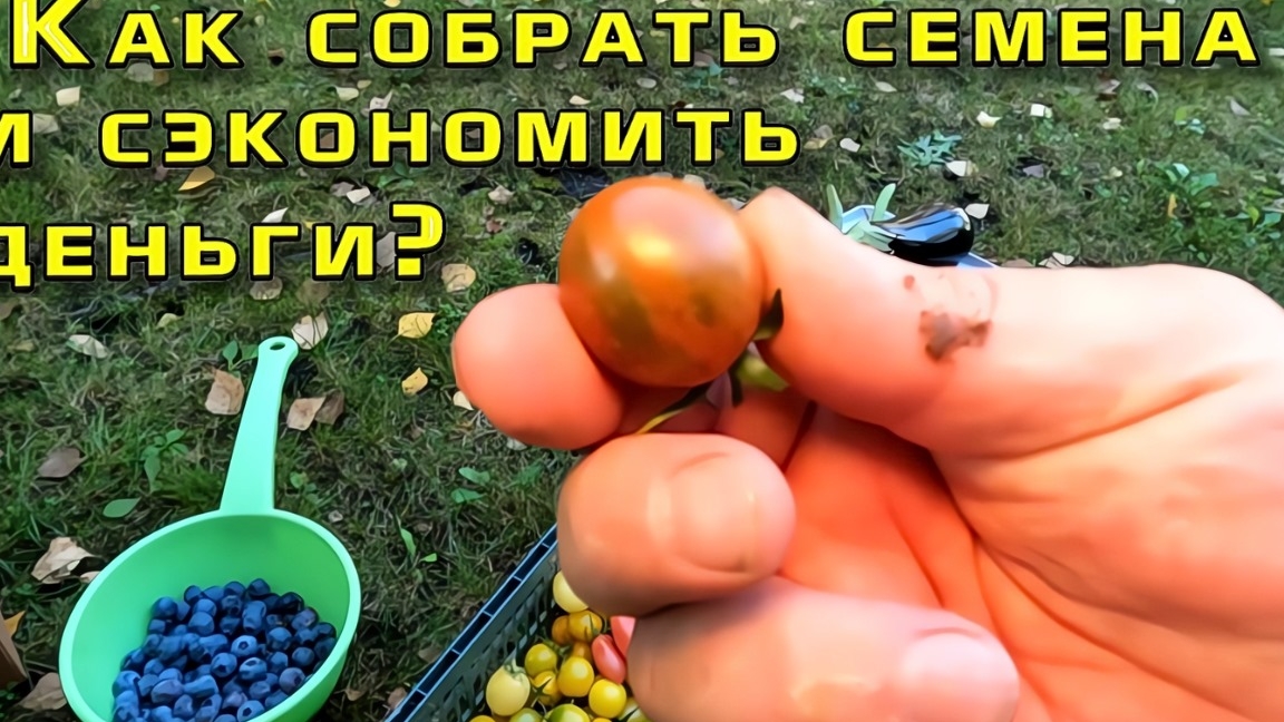 Как собрать семена помидор
