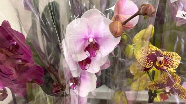 Орхидей ещё БОЛЬШЕ. Орхидеи ещё КРАСИВЕЕ!!! 28.02.23 г. Дополнительный завоз орхидей! смотреть онлайн