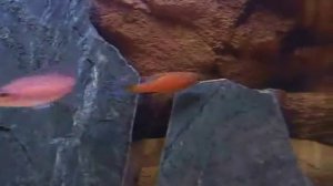 Tanganyika Planet представляет Paracyprichromis nigripinnis "blue neon"