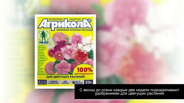 АБУТИЛОН или Комнатный Клен. Как ухаживать в домашних условиях смотреть онлайн