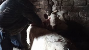 порез у коровы !!!! корова не подыматься ,что делать ?