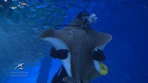 Шоу-кормление скатов водолазами, приморский океанариум/Show-feeding stingrays divers