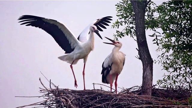 Тэма 15. Канстанцыя Буйло. Люблю