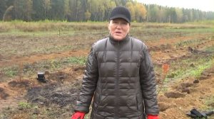 Как правильно посадить голубику промышленным способом