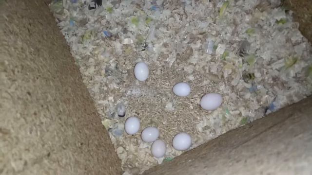 Вылупился птенец волнистого попугая -УЖАСНОЕ СУЩЕСТВО смотреть онлайн