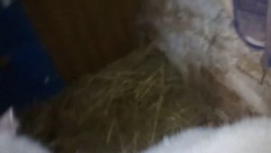 незнаю уже что и думать 🤔 #почему_коза_не_покрывается