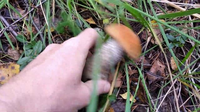 Подосиновики, пол корзины за минуту. Хорошая находка. Грибы 2021 смотреть онлайн