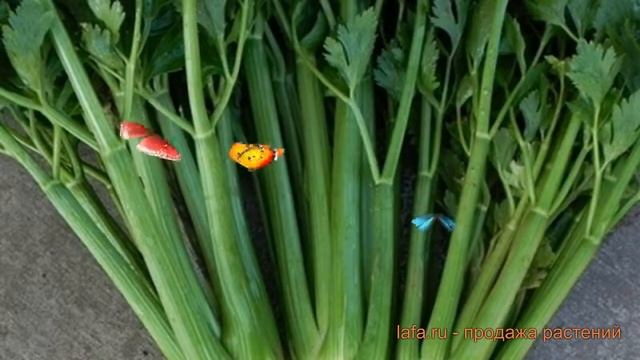 Сельдерей черешковый Юта (yuta) ? черешковый сельдерей Юта обзор: как сажать, семена сельдерея Юта