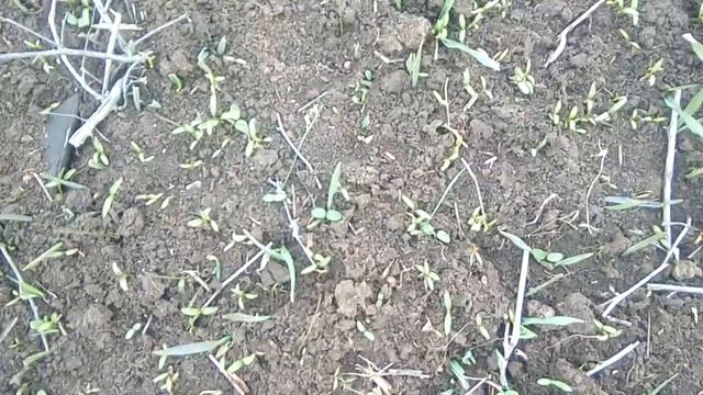 Марфа Ивановна смотреть онлайн