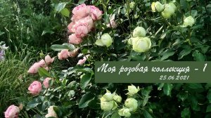 Моя розовая коллекция - 1 | Vlog дача как есть  хроника 25.06.2021