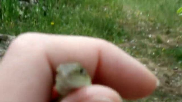 Глава 1-я: Прибытие | Ника впервые на даче смотреть онлайн