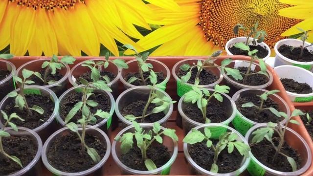 Пикировка помидорной рассады. Пикировка перца март 2023. Пикировка перца. Пикировка томатов в марте 2024. Пикировка помидор апрель 2022.