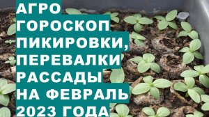 Агрогороскоп пикировки, пересадки, перевалки и посадки рассады в феврале 2023 года