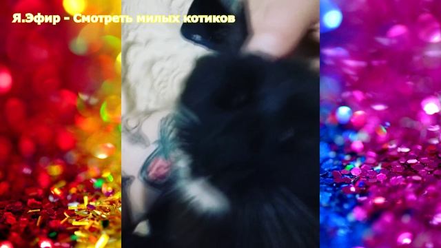 милое видео с котятами, видео про милых котов, видео милые коты, милые коты видео, cute cats, милое