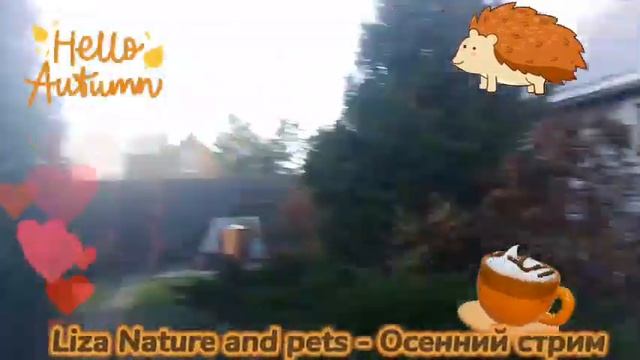 ВОЛШЕБНЫЙ ОСЕННИЙ СТРИМ! /1 смотреть онлайн