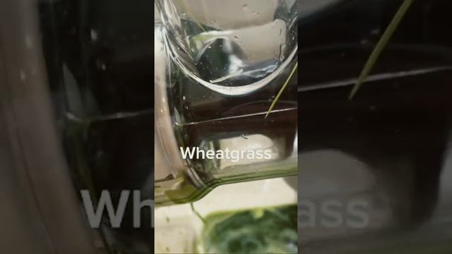 Сок микрозелени пшеницы wheatgrass