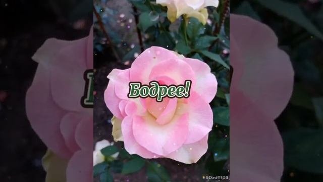 С добрым утром! #сдобрымутром #доброеутро #музыкальноепожелание #пожелание