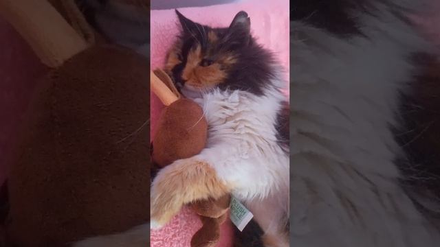 Замурчательного всем дня 🐈 мурчание кошки избавит легко от стресса