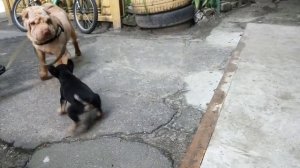 Бой собак - два щенка. Китайский Шарпей.  Здравствуйте шарпея. Домашние питомцы