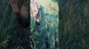 Глубинник - Магнитометр Vallon EL - 1301 тест!